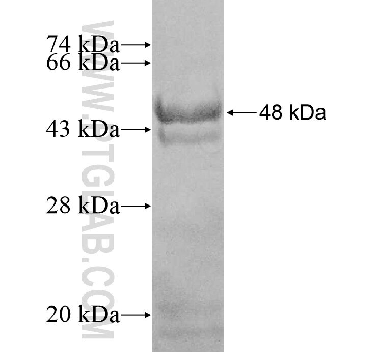 CHST11 fusion protein Ag8875 SDS-PAGE