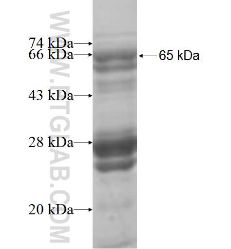 CHST12 fusion protein Ag7544 SDS-PAGE