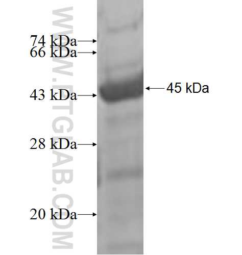 CHST12 fusion protein Ag7648 SDS-PAGE