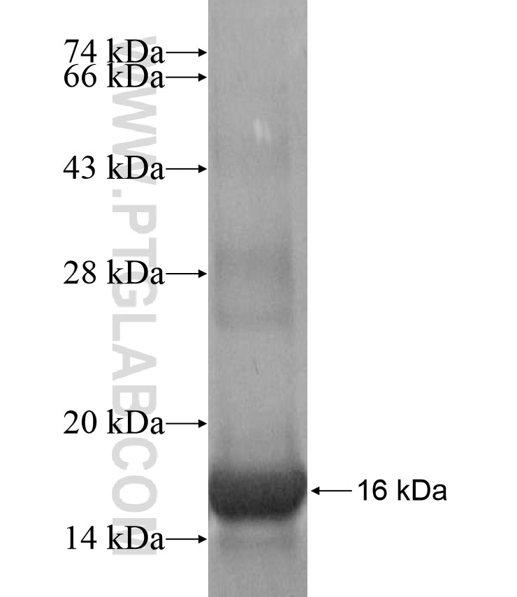CHST13 fusion protein Ag17189 SDS-PAGE
