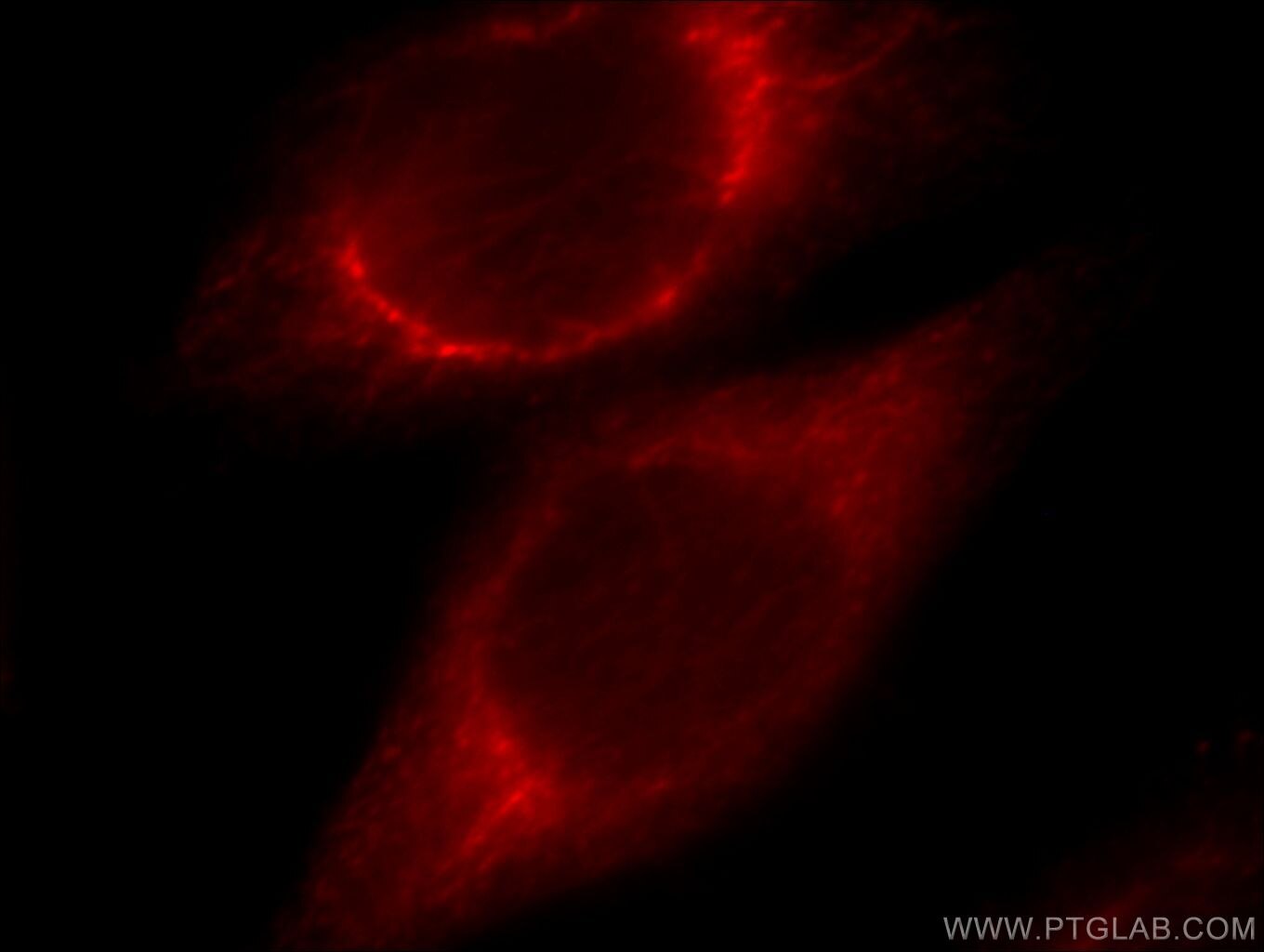 Immunofluorescence (IF) / fluorescent staining of HeLa cells using CHST13-Specific Polyclonal antibody (20141-1-AP)