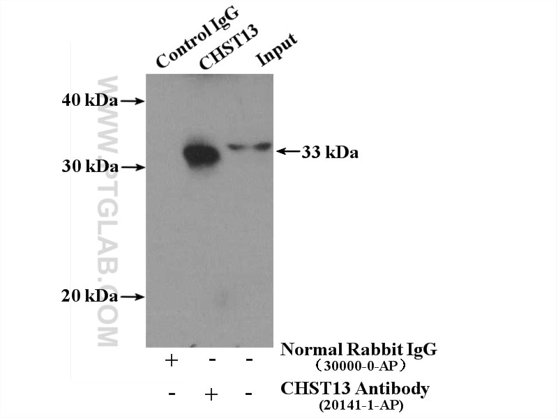 Immunoprecipitation (IP) experiment of mouse liver tissue using CHST13-Specific Polyclonal antibody (20141-1-AP)