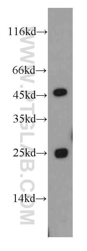 Western Blot (WB) analysis of mouse liver tissue using CHST13-Specific Polyclonal antibody (20141-1-AP)