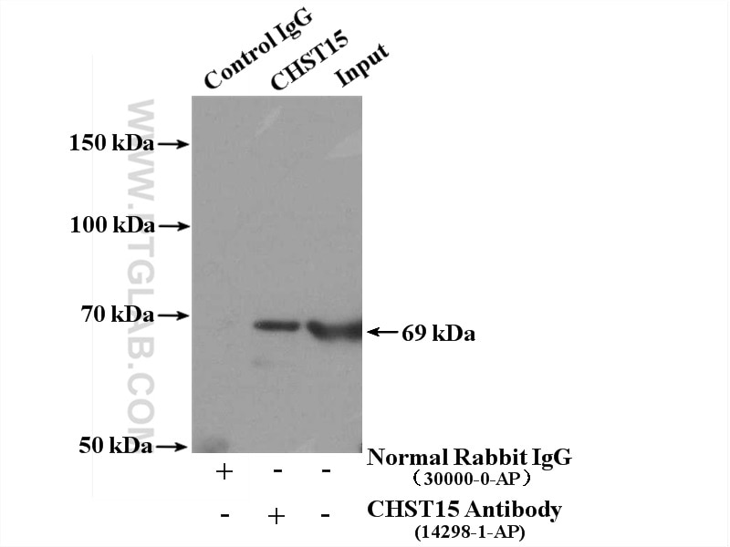 Immunoprecipitation (IP) experiment of Raji cells using CHST15 Polyclonal antibody (14298-1-AP)