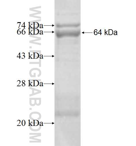 CHST15 fusion protein Ag5679 SDS-PAGE
