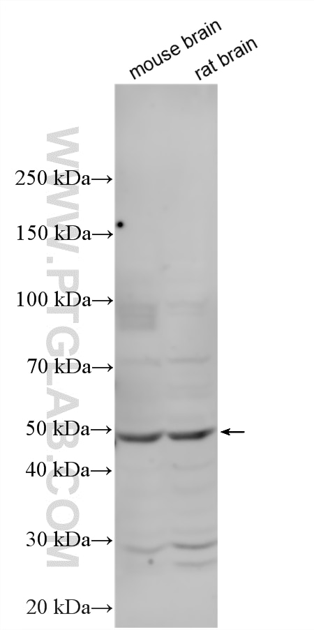 Western Blot (WB) analysis of various lysates using CHST2 Polyclonal antibody (26027-1-AP)