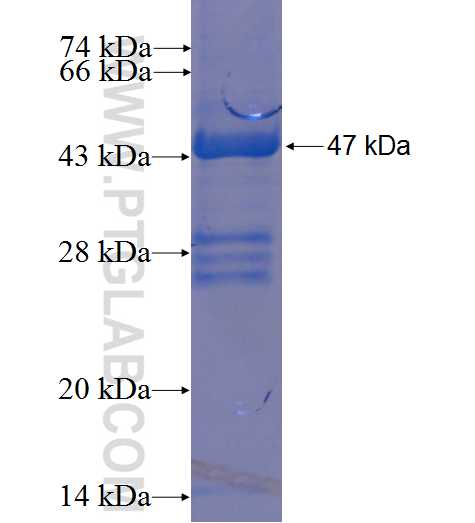 CHST2 fusion protein Ag23293 SDS-PAGE