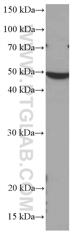 Western Blot (WB) analysis of T-47D cells using CHST4 Monoclonal antibody (66623-1-Ig)
