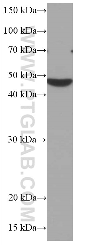 Western Blot (WB) analysis of MCF-7 cells using CHST4 Monoclonal antibody (66623-1-Ig)