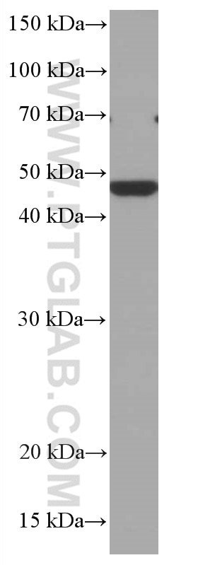 Western Blot (WB) analysis of COLO 320 cells using CHST4 Monoclonal antibody (66623-1-Ig)