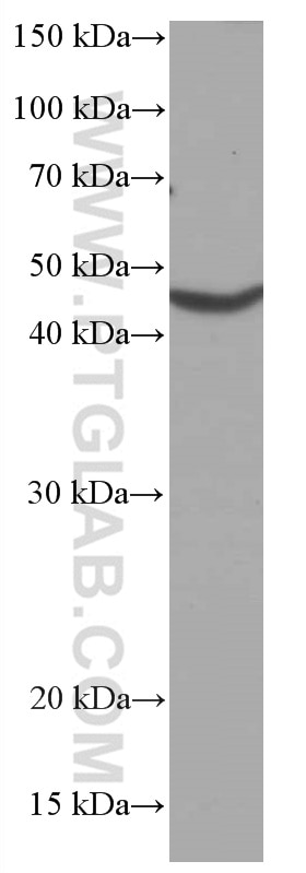Western Blot (WB) analysis of HT-29 cells using CHST4 Monoclonal antibody (66623-1-Ig)