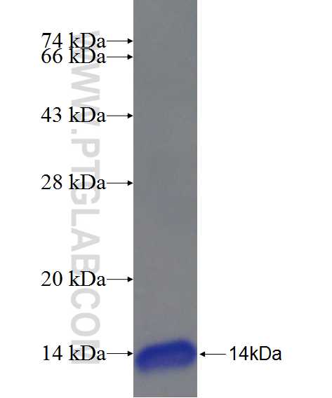 CHST6 fusion protein Ag24288 SDS-PAGE