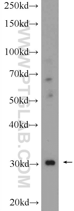 Western Blot (WB) analysis of mouse heart tissue using CHST8 Polyclonal antibody (16426-1-AP)