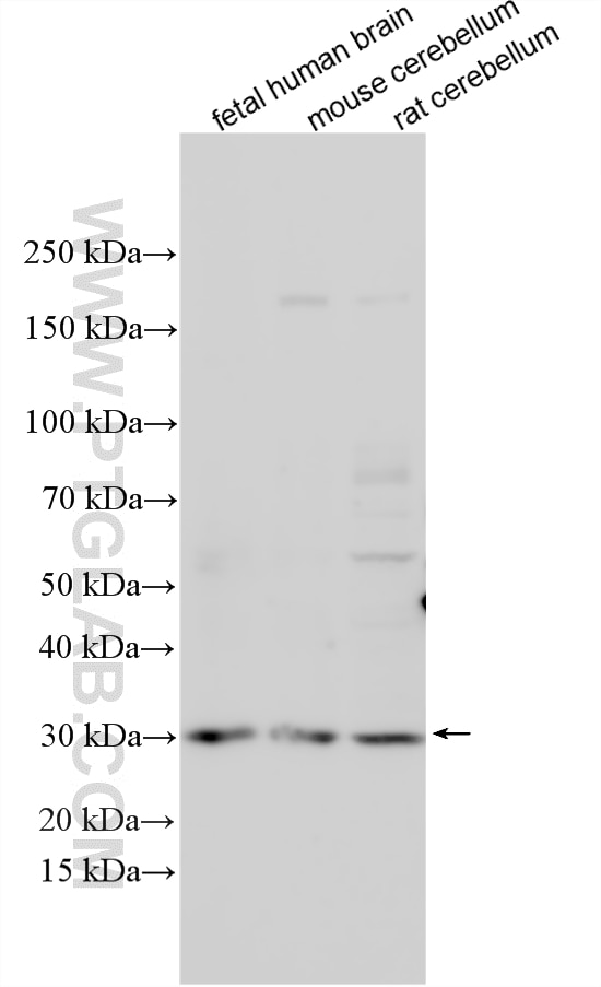 Western Blot (WB) analysis of various lysates using CHST8 Polyclonal antibody (16426-1-AP)
