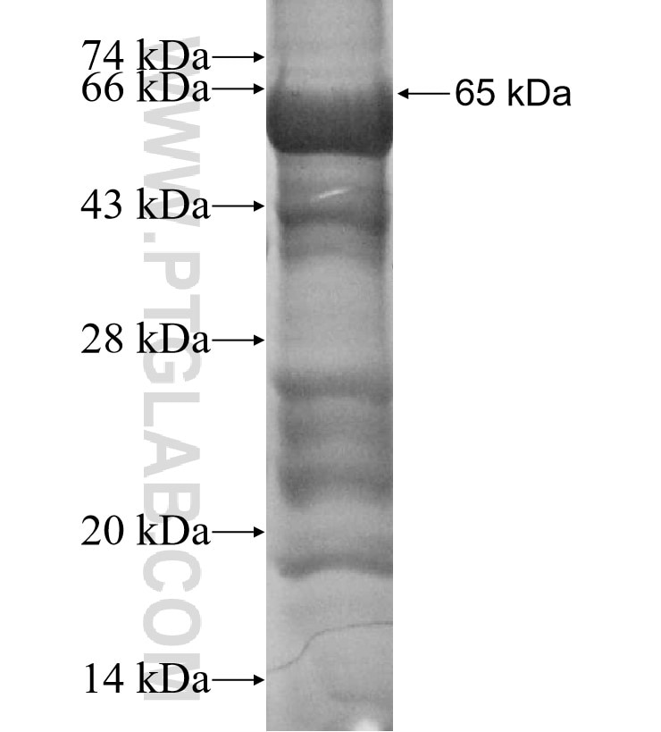 CHST8 fusion protein Ag9669 SDS-PAGE