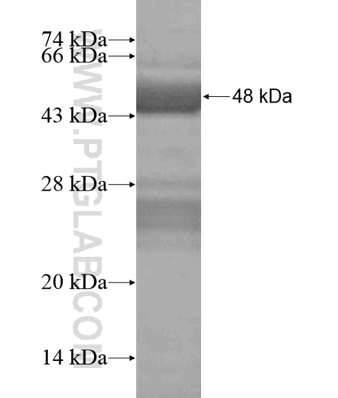 CHSY3 fusion protein Ag19641 SDS-PAGE
