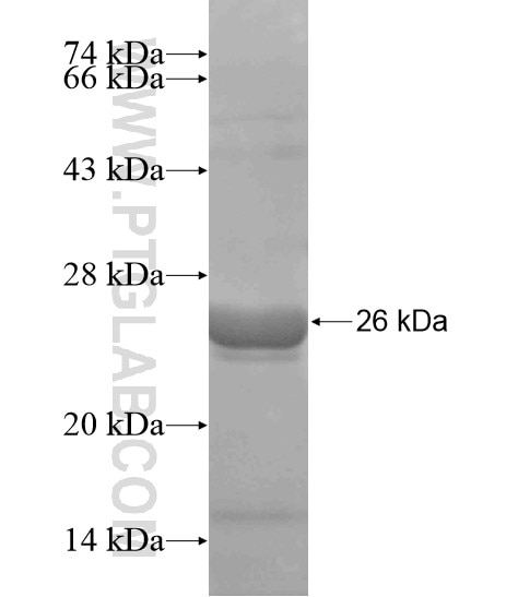 CHSY3 fusion protein Ag19652 SDS-PAGE