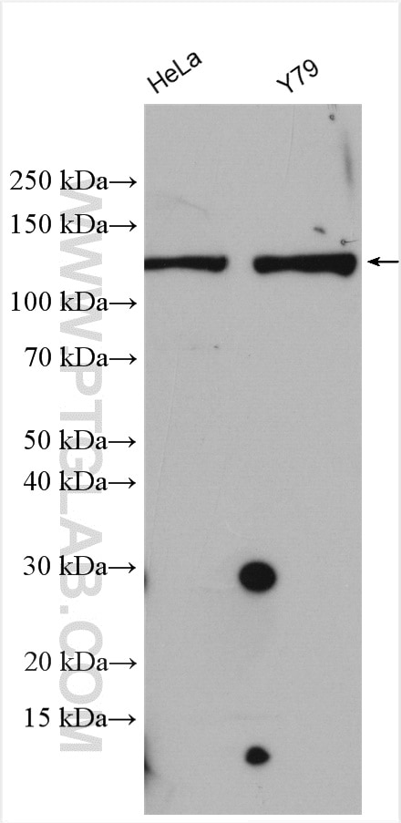 Western Blot (WB) analysis of various lysates using CHTF18 Polyclonal antibody (13030-1-AP)
