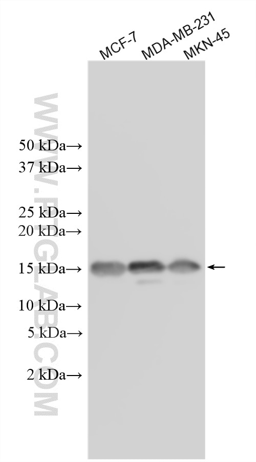 WB analysis using 33030-1-AP Western Blot (WB) analysis of various lysates using CHTF8 Polyclonal antibody (33030-1-AP)