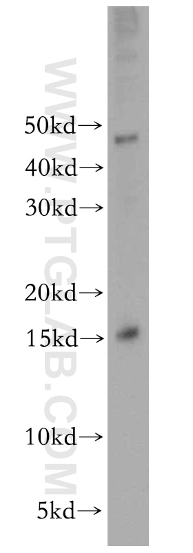 Western Blot (WB) analysis of U-937 cells using CHURC1 Polyclonal antibody (12247-1-AP)