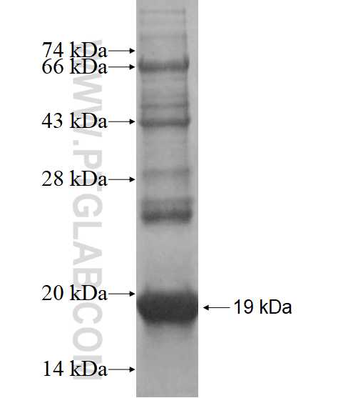 CHURC1 fusion protein Ag15173 SDS-PAGE