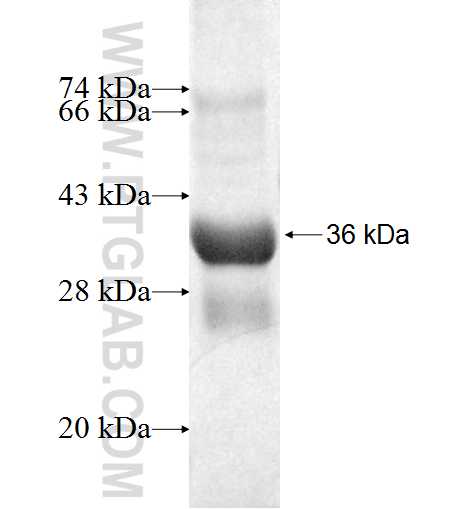 CHURC1 fusion protein Ag2892 SDS-PAGE