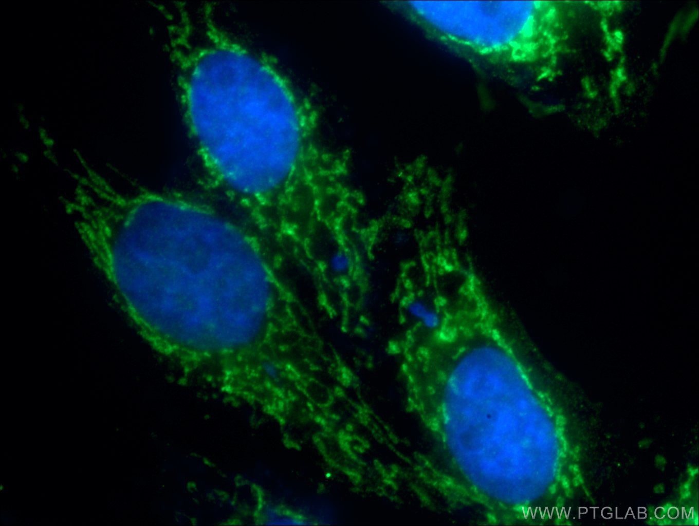 Immunofluorescence (IF) / fluorescent staining of HepG2 cells using CIAO1 Polyclonal antibody (10295-1-AP)