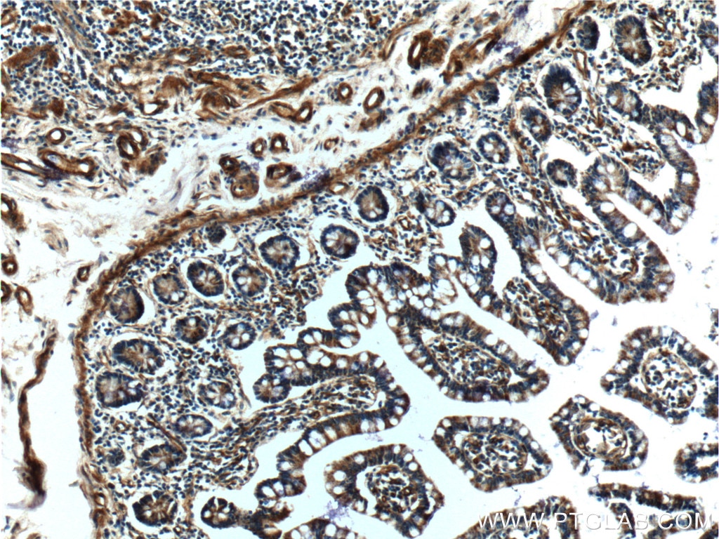Immunohistochemistry (IHC) staining of human small intestine tissue using CIAO1 Polyclonal antibody (10295-1-AP)