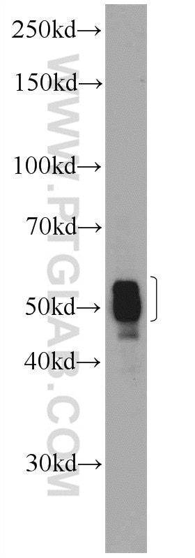 Western Blot (WB) analysis of PC-3 cells using CIAO1 Polyclonal antibody (10295-1-AP)