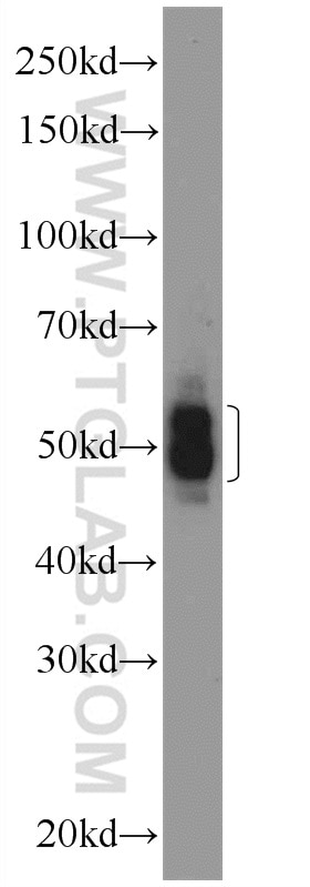Western Blot (WB) analysis of MCF-7 cells using CIAO1 Polyclonal antibody (10295-1-AP)