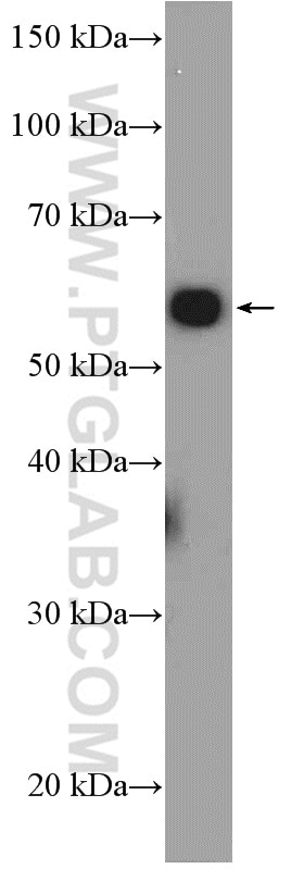 Western Blot (WB) analysis of HepG2 cells using CIAO1 Polyclonal antibody (10295-1-AP)