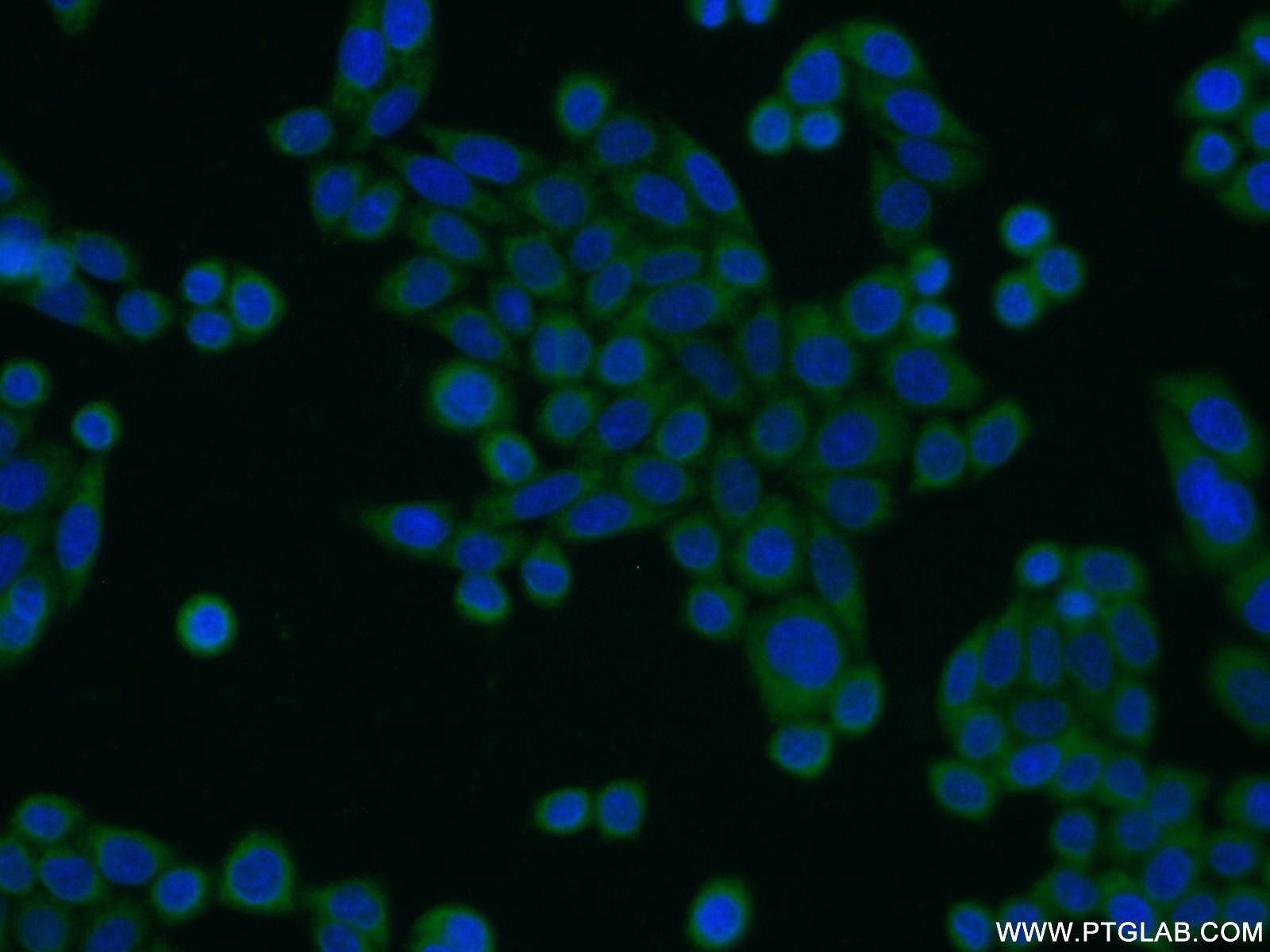 Immunofluorescence (IF) / fluorescent staining of HeLa cells using CIAPIN1 Polyclonal antibody (12638-1-AP)
