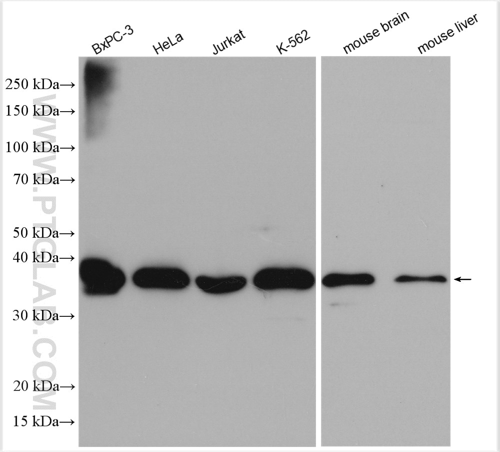 Western Blot (WB) analysis of various lysates using CIAPIN1 Polyclonal antibody (12638-1-AP)
