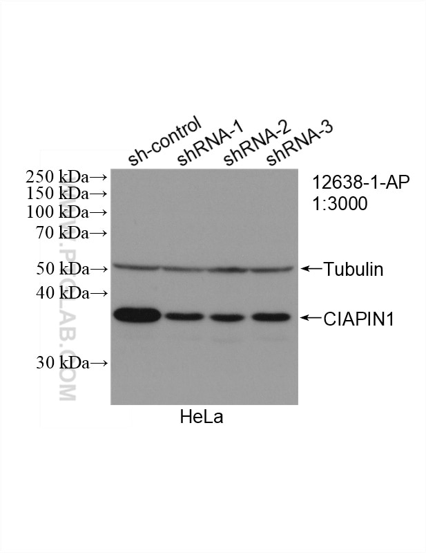 Western Blot (WB) analysis of HeLa cells using CIAPIN1 Polyclonal antibody (12638-1-AP)