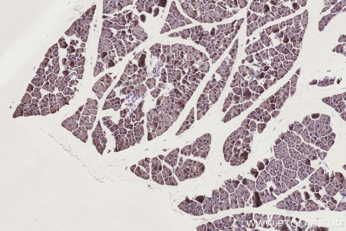 IHC staining of mouse pancreas using 68492-1-Ig Immunohistochemistry (IHC) staining of mouse pancreas tissue using CIAPIN1 Monoclonal antibody (68492-1-Ig)