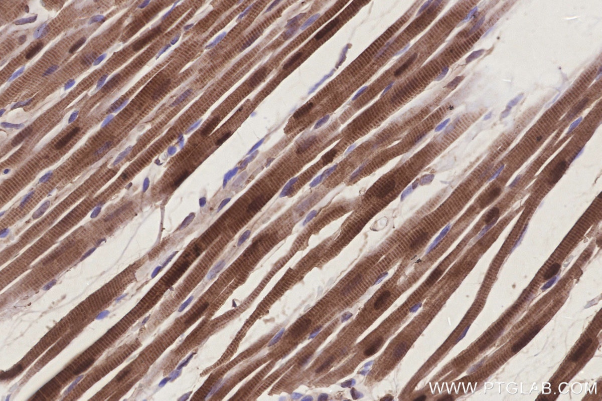 IHC staining of rat heart using 68492-1-Ig Immunohistochemistry (IHC) staining of rat heart tissue using CIAPIN1 Monoclonal antibody (68492-1-Ig)