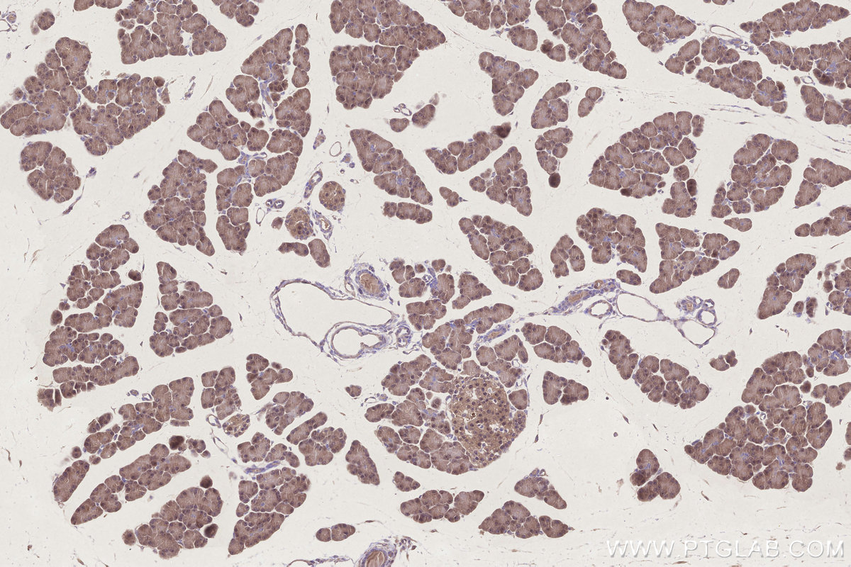 IHC staining of rat pancreas using 68492-1-Ig Immunohistochemistry (IHC) staining of rat pancreas tissue using CIAPIN1 Monoclonal antibody (68492-1-Ig)