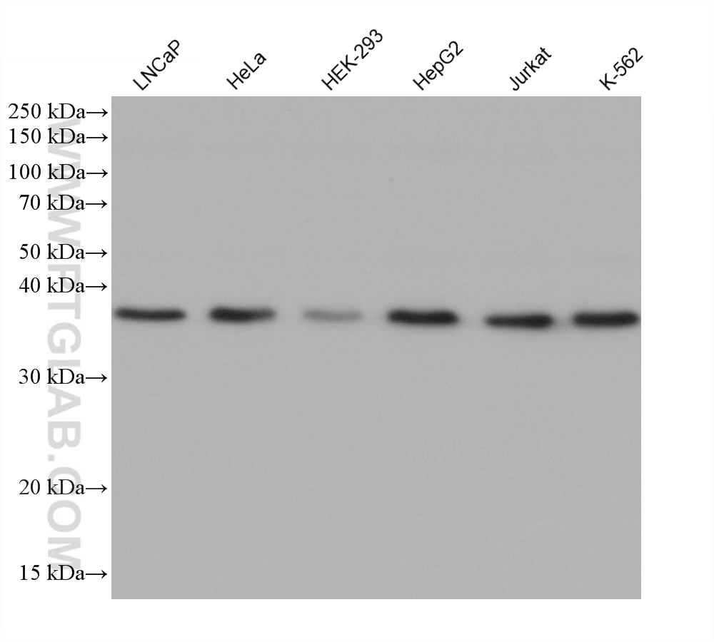 Western Blot (WB) analysis of various lysates using CIAPIN1 Monoclonal antibody (68492-1-Ig)