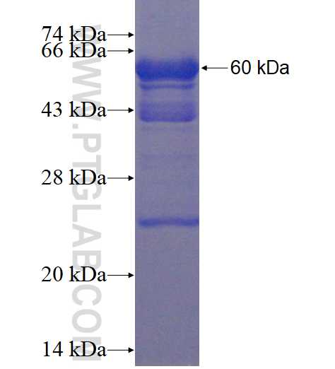 CIAPIN1 fusion protein Ag3333 SDS-PAGE