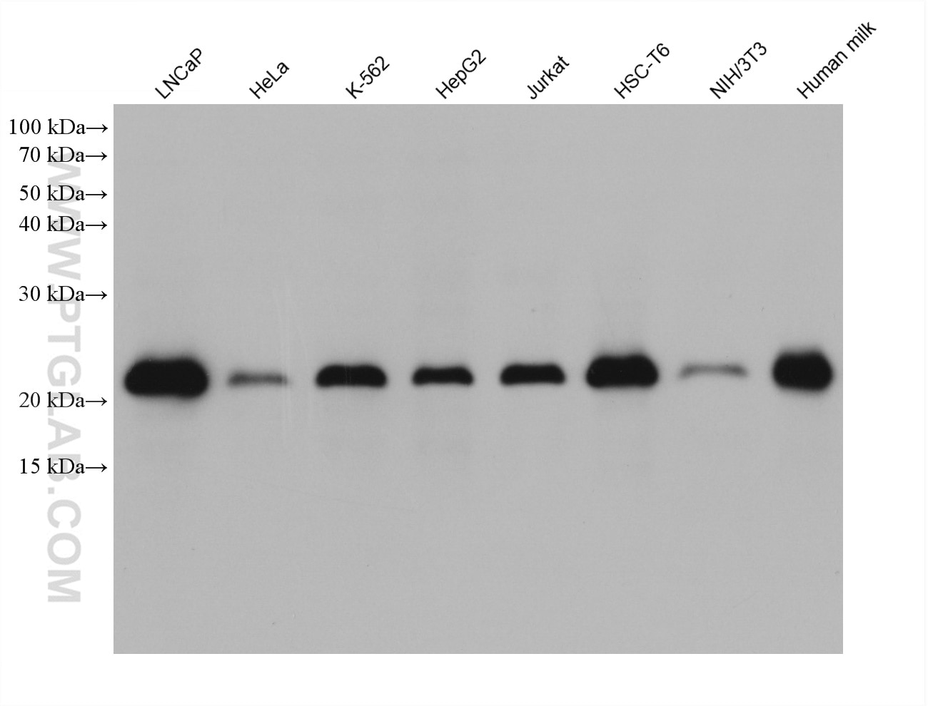 Western Blot (WB) analysis of various lysates using CIB1 Monoclonal antibody (67901-1-Ig)