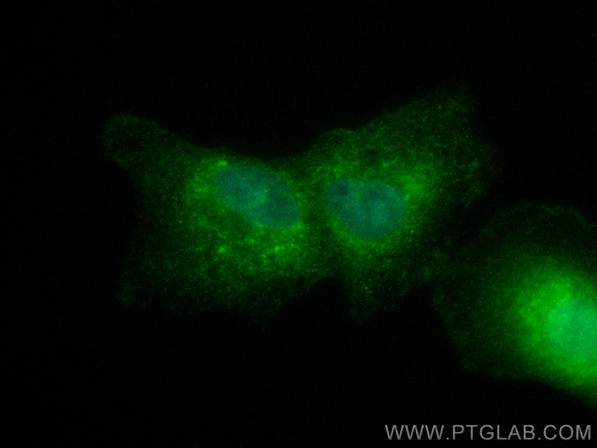 Immunofluorescence (IF) / fluorescent staining of A549 cells using CoraLite® Plus 488-conjugated CIB1 Monoclonal anti (CL488-67901)