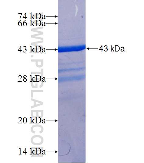 CIB1 fusion protein Ag2391 SDS-PAGE