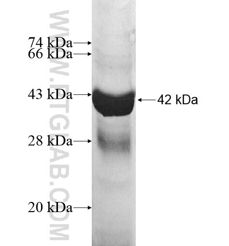 CIB3 fusion protein Ag12897 SDS-PAGE