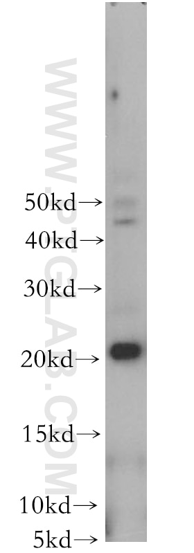 Western Blot (WB) analysis of mouse lung tissue using CIB4 Polyclonal antibody (18840-1-AP)