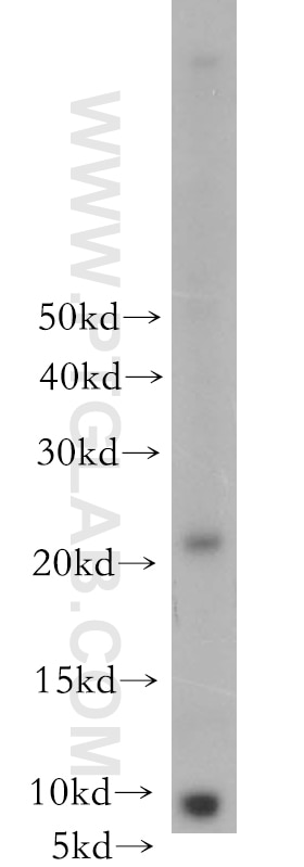 Western Blot (WB) analysis of mouse lung tissue using CIB4 Polyclonal antibody (18840-1-AP)
