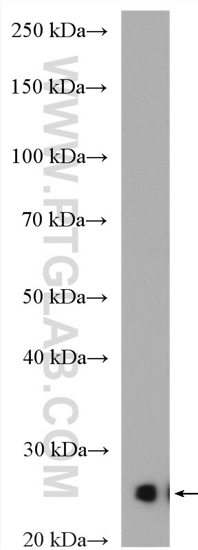 Western Blot (WB) analysis of mouse heart tissue using CIDEA Polyclonal antibody (13170-1-AP)