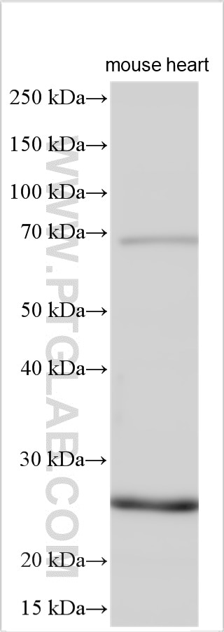 WB analysis using 13170-1-AP