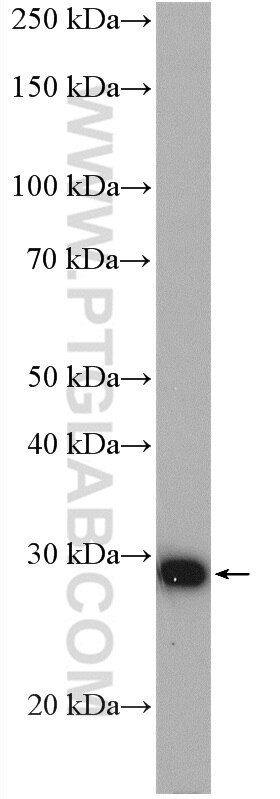 Western Blot (WB) analysis of HepG2 cells using CIDEB Polyclonal antibody (27600-1-AP)