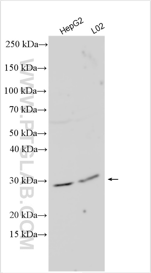 Western Blot (WB) analysis of various lysates using CIDEB Polyclonal antibody (27600-1-AP)