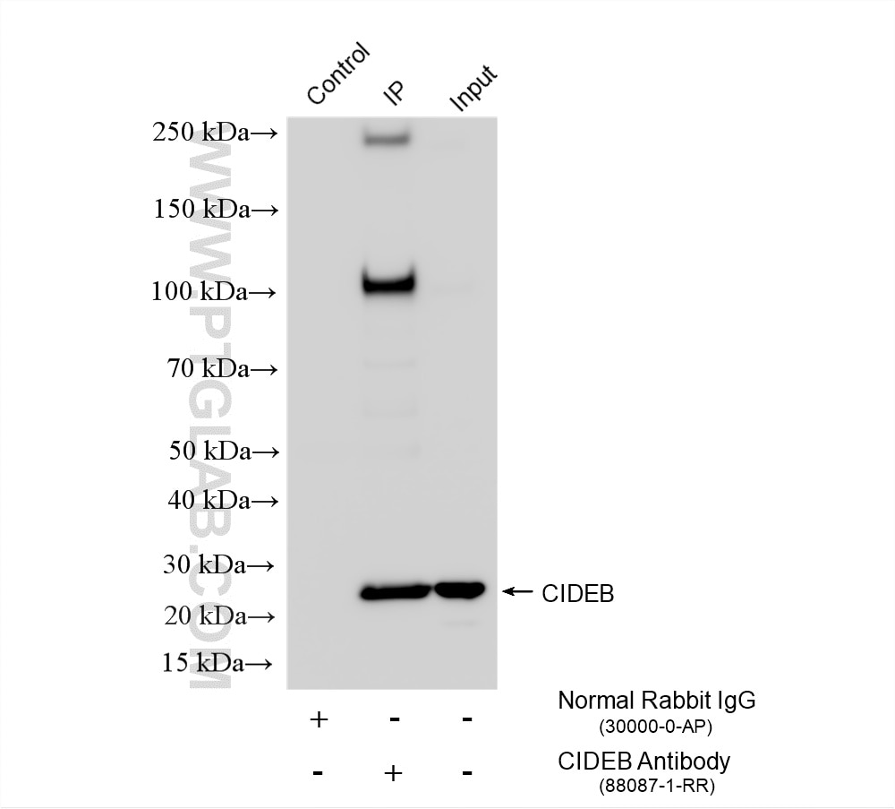 IP experiment of HepG2 using 88087-1-RR Immunoprecipitation (IP) experiment of HepG2 cells using CIDEB Recombinant monoclonal antibody (88087-1-RR)